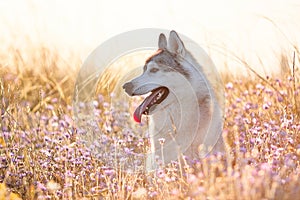 Cute beautiful gray husky with brown eyes sitting in green grass and lilac flowers on sunset background and yellow sunny backlight