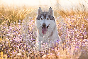 Cute beautiful gray husky with brown eyes sitting in green grass and lilac flowers on sunset background and yellow sunny backlight