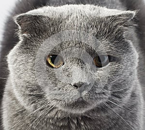 Cute beautiful grey cat