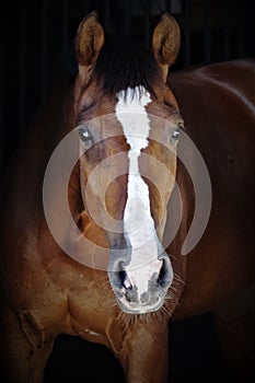 A beautiful horse in a dark room