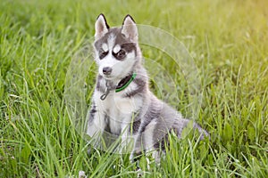 Cute beautiful Husky puppy dog