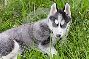 Cute beautiful Husky puppy dog in grass, portrait close up