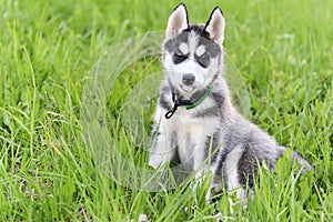 Cute beautiful Husky puppy dog in grass