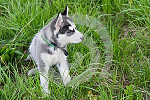 Cute beautiful Husky puppy dog outdoors in grass