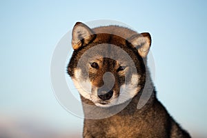 Cute and beautiful japanese dog breed shikoku sitting outside in winter