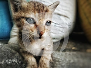 Cute and beautiful kitten  looking toward camera