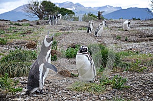 Cute, beautiful, screaming magellanic penguin in Isla Martillo near Ushuaia, Patagonia, Argentina photo