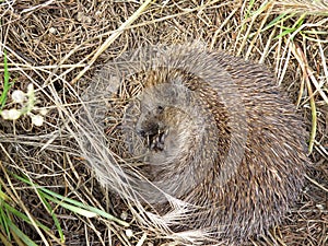 Cute beautiful sleeping european Hedgehog in the forest