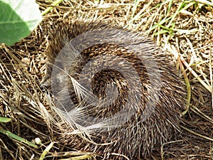 Cute beautiful sleeping Hedgehog in the forest