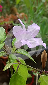 Cute beautiful small purple srilankan flower