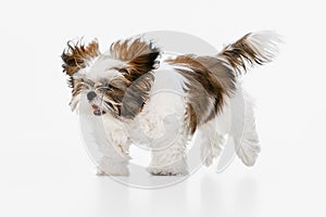 Cute, beautiful white brown dog, little Shih Tzu isolated over white studio background. Concept of animal life, care