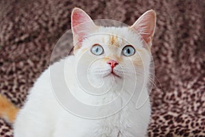 cute beautiful white cat with blue eyes. fluffy white fur. red ears and tail. sits on a bright background and looks