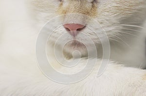 cute beautiful white cat with blue eyes. fluffy white fur. red ears and tail. sits on a bright background and looks