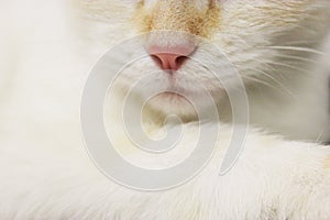 cute beautiful white cat with blue eyes. fluffy white fur. red ears and tail. sits on a bright background and looks