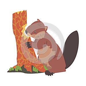 Cute Beaver Gnawing Old Tree Trunk, Brown Rodent Wild Mammal Animal Cartoon Vector Illustration