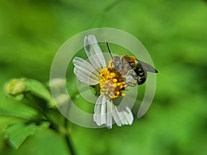 Cute Bee alight on blooming flowers in search of food