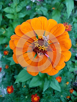 Cute Bee on bright orange flower photo