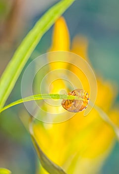 Cute beetle  on pink flower