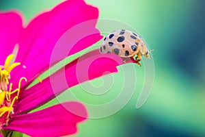 Cute beetle  on pink flower