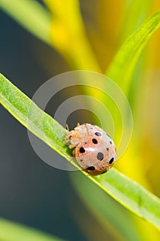 Cute beetle  on pink flower