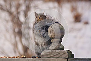 Cute and beguiling Grey Squirrel on a Winter Day