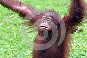 Cute behavior of baby orangutans