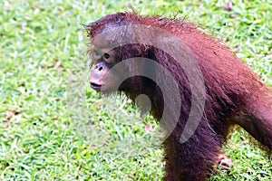 Cute behavior of baby orangutans