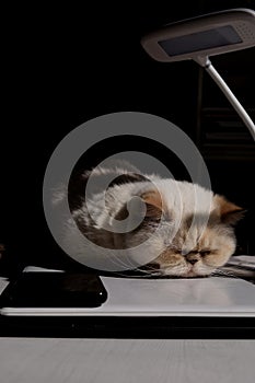Cute beige domestic cat lit by the sunlight sleeps cozily on a laptop. The breed is exot, color red point photo