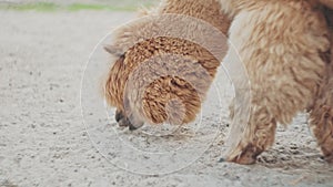 Cute Beige Furry Alpaca Before Fleece Shearing