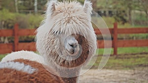 Cute Beige Furry Alpaca Before Fleece Shearing