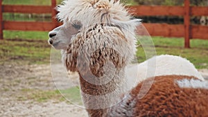 Cute Beige Furry Alpaca Before Fleece Shearing