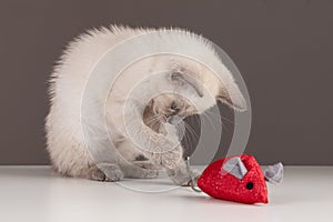 Cute beige kitten with a red fabric mouse