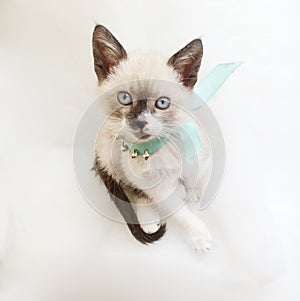 Cute beige kitty with blue eyes