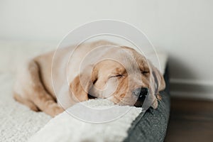 A cute beige Labrador Retriever puppy sleeps on a couch, hanging his muzzle. Funny pets