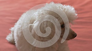 Cute beige poodle lying on the bed. A petite affectionate dog who loves to play and is always happy to host.