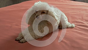 Cute beige poodle lying on the bed. A petite affectionate dog who loves to play and is always happy to host.