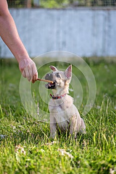 A cute beige puppy with big ears reaches for food.