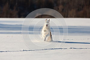 Cute beige Russian borzoi dog running on the snow in the winter field