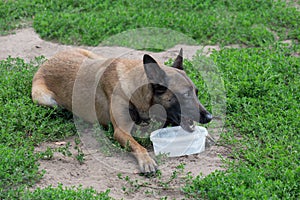 Cute belgian sheepdog is drinking water from dog bowl. Pet animals