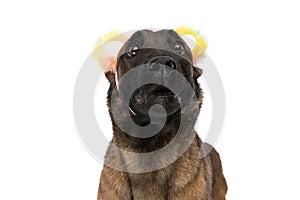 Cute belgian shepherd dog with big eyes wearing colorful headband
