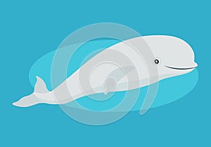 Cute beluga whale icon, funny white Arctic cetacean, isolated on blue background, marine mammal, vector illustration.