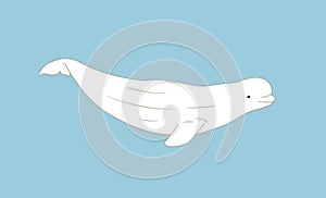 Cute Beluga whale vector illustration on blue background. Arctic cetacean white whale or sea canary