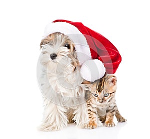 Cute Bengal cat and Biewer-Yorkshire terrier puppy with red sant