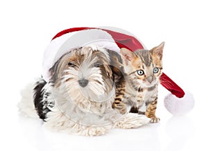 Cute Bengal cat and Biewer-Yorkshire terrier puppy with red santa hat. isolated on white background