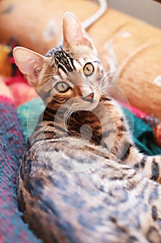 cute bengal cat at home