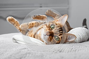 Cute Bengal cat lying in bed. The fluffy pet settled down to sleep comfortably