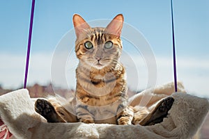 Cute Bengal cat resting on a cat bed near the window at home