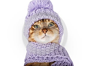 Cute Bengal cat in a scarf and hat close-up