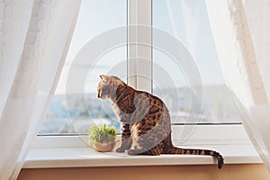 Cute bengal cat siting on window sill and waiting for something. Cat sits on the windowsill and looks out into the street