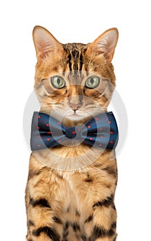 Cute Bengal cat wearing a blue bow tie